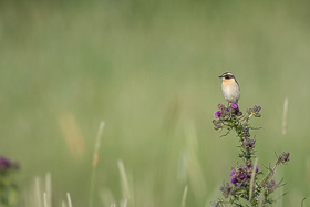 Braunkehlchen Mnnchen