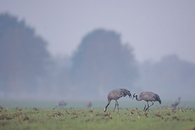 Kraniche im Diepholzer Moor