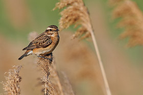 Braunkehlchen in Ungarn