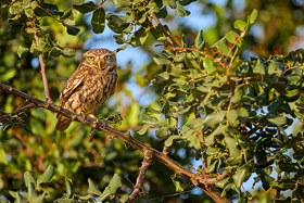 Steinkauz an der Algarve