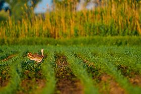 Grostrappe am Neusiedler See