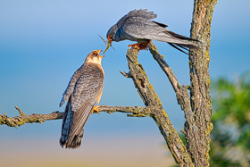 Rotfu�falken am Neusiedler See