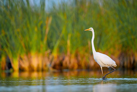 Silberreiher im Ebrodelta