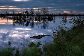 Goldenstedter Moor in der Frh