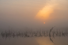 Goldenstedter Moor im herbstlichen Nebel