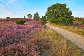 Luneburger Heide