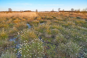 Wollgras im Diepholzer Moor