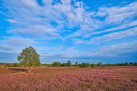 Lneburger Heide