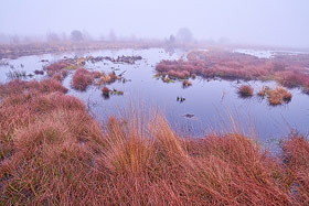 Diepholzer Moor