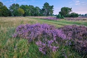 Luneburger Heide in der Blute