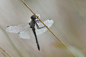 Libelle im Moor