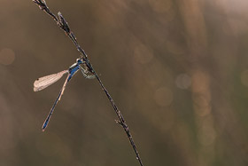 Libelle im Goldenstedter Moor