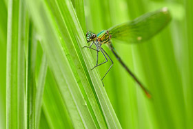Prachtlibelle