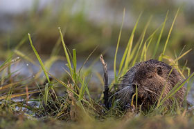 Nutria