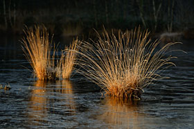 Winter im Goldenstdter Moor