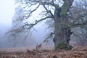 Nebel im Urwald Sababurg