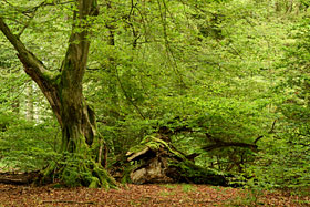 Urwald Sababurg
