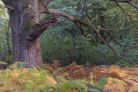 Herbst im Urwald Sababurg