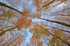 Teutoburger Wald