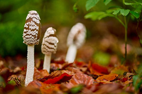 Spechttintlinge im Teutoburger Wald