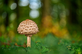 Safranschirmling im Teutoburger Wald