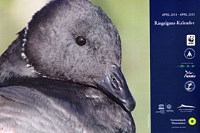 Ringelgans-Kalender