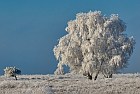 Neustädter Moor im Winter