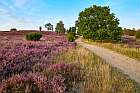 Lüneburger Heide