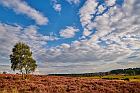 Lüneburger Heide