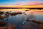 swamp in Germany