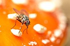 fly on a fly agaric