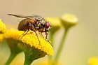 Fliege