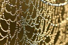 cobweb