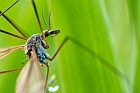 crane fly