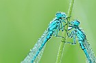 Hufeisenazurjungfern
