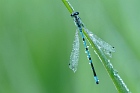 azure damselfly