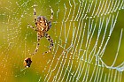 Spinne