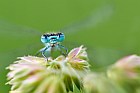 white-legged damselfly