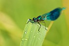 banded demoiselle