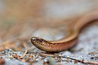 slow worm
