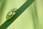 european tree frog