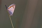 silver-studded blue