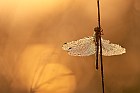 meadowhawks