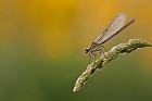 Prachtlibelle