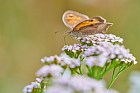 meadow brown