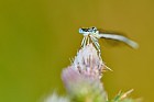Blaue Federlibelle
