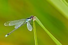 red-eyed damselfly