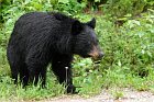 black bear