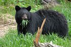 black bear