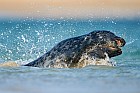 gray seals